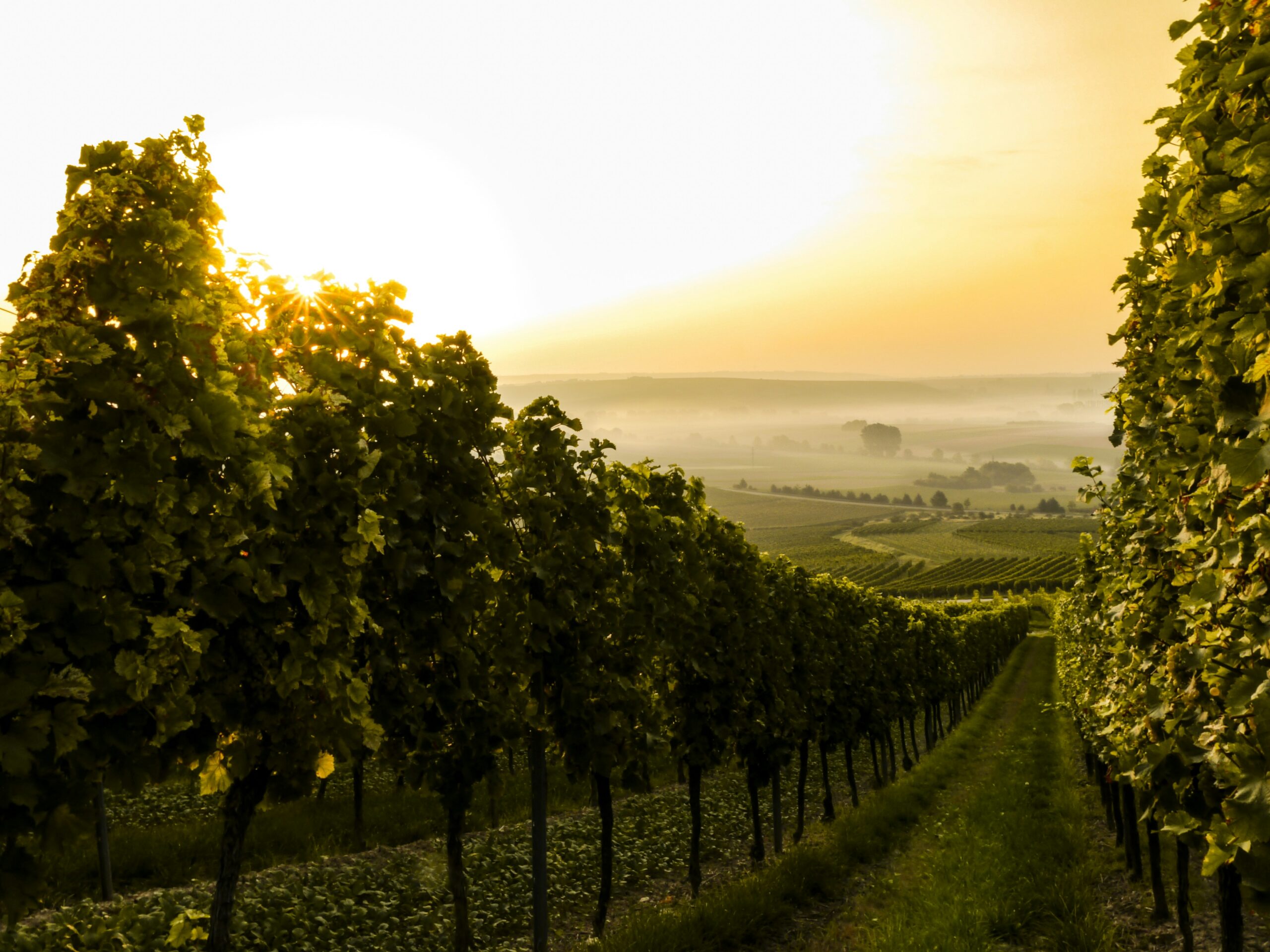 Winery & Vineyard Insurance: Protecting Every Stage of the Harvest